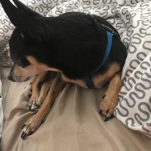 Meet your Posher, Daniel